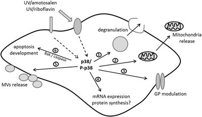 Ultraviolet-Based Pathogen Inactivation Systems: Untangling the Molecular Targets Activated in Platelets